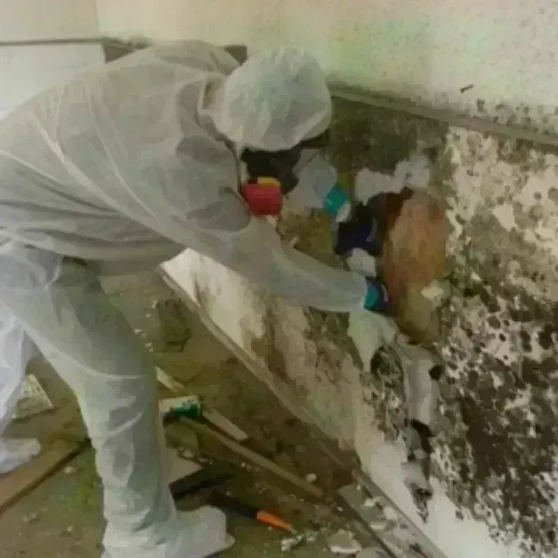 Mold Remediation and Removal in Oroville, CA